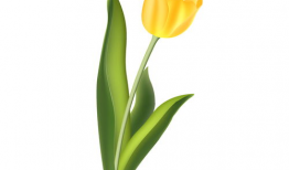 郁金香漫画,一场穿越时空的奇幻之旅